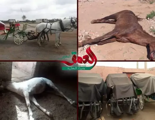 آثار كوفيد19 على أرباب الكوتشي بمراكش