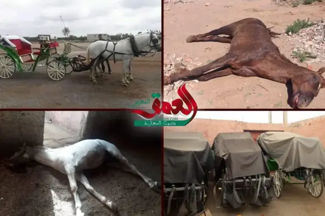 آثار كوفيد19 على أرباب الكوتشي بمراكش