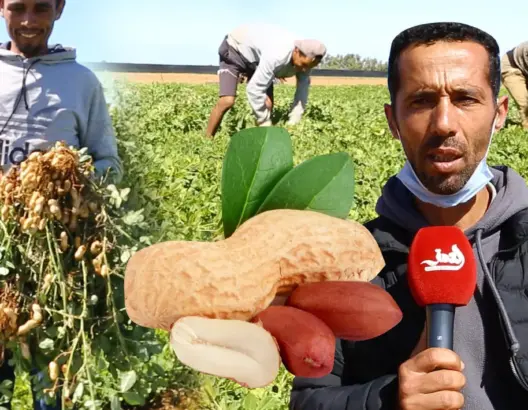 زراعة “الكاوكاو” بالعرائش.. بين مطرقة غلاء التكاليف وسندان ضعف التسويق (فيديو)