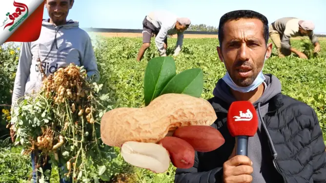 زراعة “الكاوكاو” بالعرائش.. بين مطرقة غلاء التكاليف وسندان ضعف التسويق (فيديو)