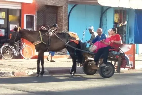 سلطات وجدة تشن حملة على العربات المجرورة بالدواب