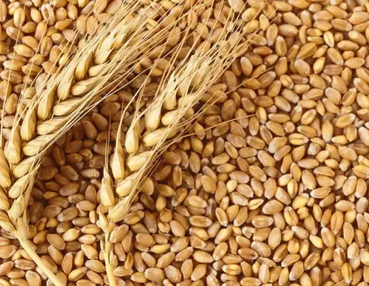 الظروف المناخية تخفض إنتاج الحبوب بالمغرب وهذه معايير وكلفة الدعم