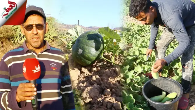 خضر الوادي لكريفلة
