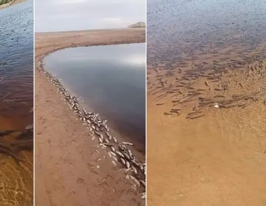 نفوق آلاف الأسماك بوادي تانسيفت وأصابع الاتهام تشير لأرباب مطاحن الزيتون (صور)