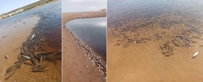 نفوق آلاف الأسماك بوادي تانسيفت وأصابع الاتهام تشير لأرباب مطاحن الزيتون (صور)