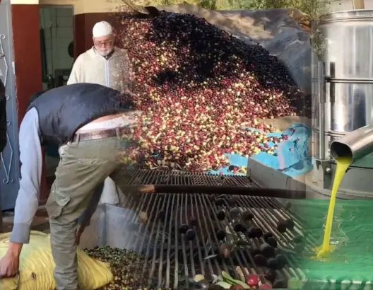 موسم جني الزيتون .. تعرف على الفرق بين المعصرة التقليدية والعصرية (فيديو)