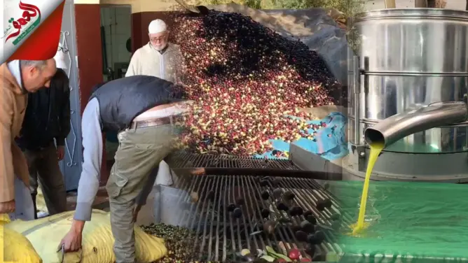 موسم جني الزيتون .. تعرف على الفرق بين المعصرة التقليدية والعصرية (فيديو)