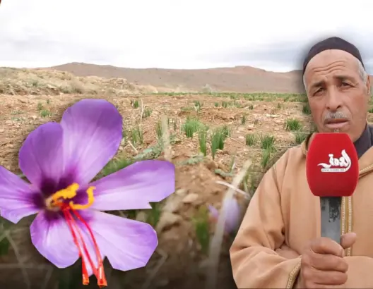 زعفران تاليوين .. ذهب بنفسجي يضيع بين قناعة صغار الفلاحين وجشع كبار المضاربين (فيديو)