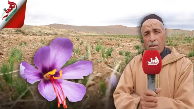 زعفران تاليوين .. ذهب بنفسجي يضيع بين قناعة صغار الفلاحين وجشع كبار المضاربين (فيديو)
