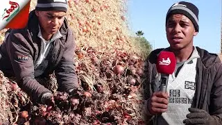فلاحون يشتكون فساد أطنان من البصل بسبب “الحمق” وإغلاق معبر الكرارات