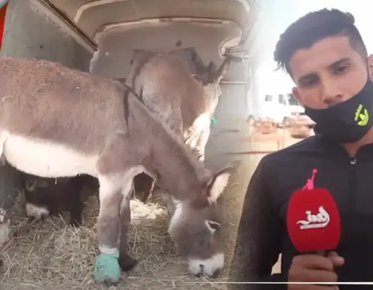بتر أذن حمار بوجدة