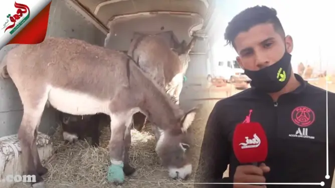 بتر أذن حمار بوجدة