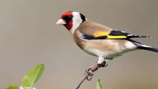 مصالح المياه والغابات تحبط عملية لصيد طائر الحسون نواحي ميدلت
