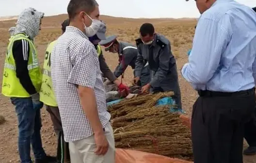 إحراق المخدرات