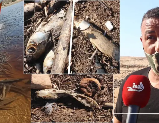 هذه أسباب نفوق آلاف الأسماك بالصويرية (فيديو)