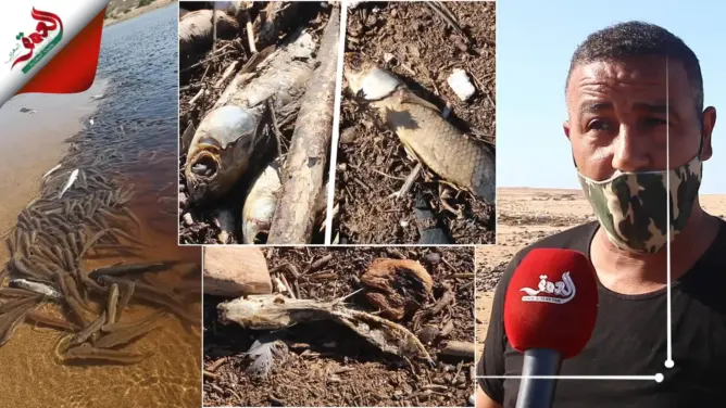هذه أسباب نفوق آلاف الأسماك بالصويرية (فيديو)