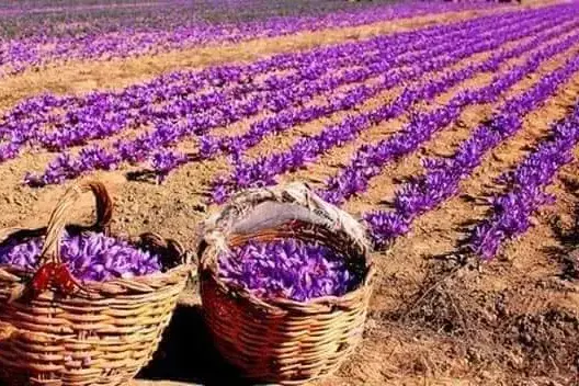 عندما يلمع الذهب الأحمر أملا بين جبال صاغرو بمنطقة تالوين