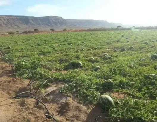 والي درعة تافيلالت يصدر قرارا عامليا بمنع زراعة الدلاح بالرشيدية