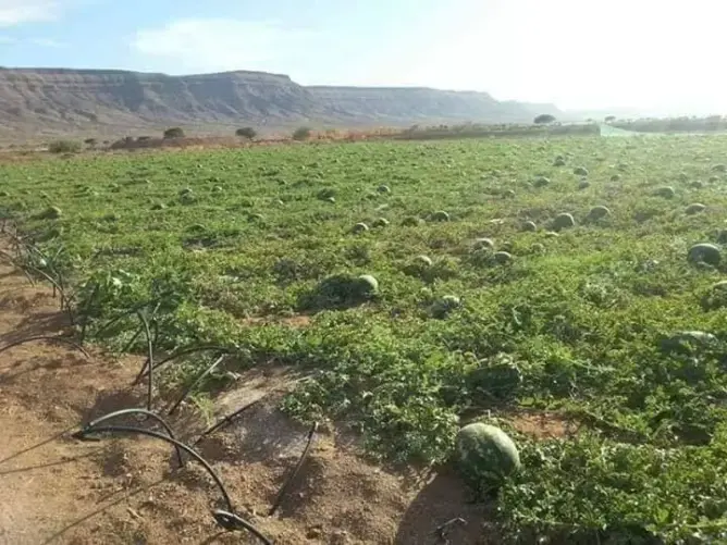 زاكورة.. سلطات ترناتة تراقب امتثال الفلاحين لقرار تقنين زراعة “الدلاح”