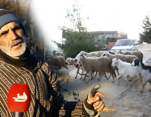 صرخة راعي من قمة جبل الودكة يغفساي: ماشيتنا تموت كل يوم بسبب الثلوج