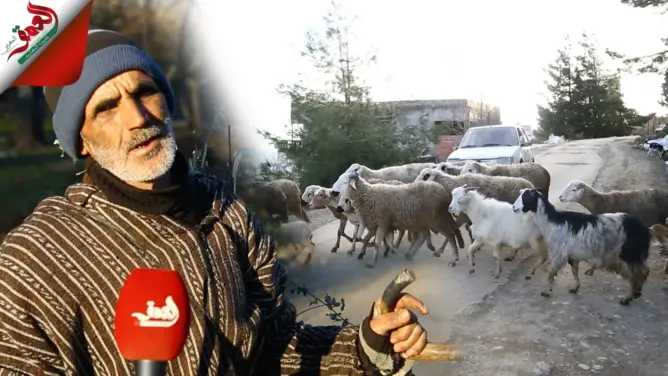 صرخة راعي من قمة جبل الودكة يغفساي: ماشيتنا تموت كل يوم بسبب الثلوج