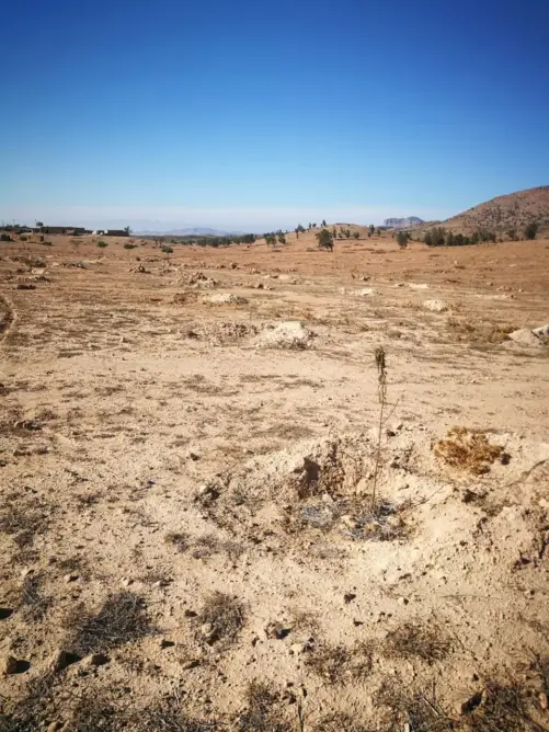 مزارعون بتاوريرت يراسلون أخنوش بعد مهاجمة الأرانب والخنازير البرية لأشجار اللوز (صور)