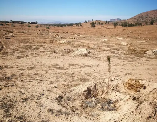 مزارعون بتاوريرت يراسلون أخنوش بعد مهاجمة الأرانب والخنازير البرية لأشجار اللوز (صور)