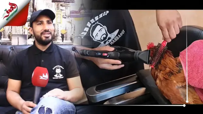 حلاق حسّن لفروج ودار ليه البروشينغ.. هذه قصة الديك التي ألهبت مواقع التواصل (فيديو)