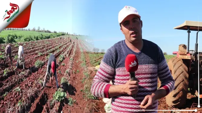 آلات جديدة لجني البطاطس بالحاجب.. إنتاج وافر والتسويق يؤرق الفلاحين (فيديو)