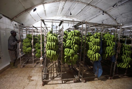 زراعة الموز في الجزائر