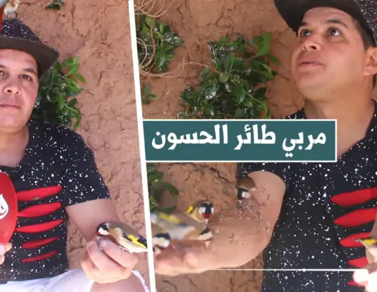 يأكل من يديه.. شاب يوفر ظروف طبيعية لطائر الحسون للحفاظ عليه من الانقراض ويقدم نصائح لضمان عيشه (فيديو)