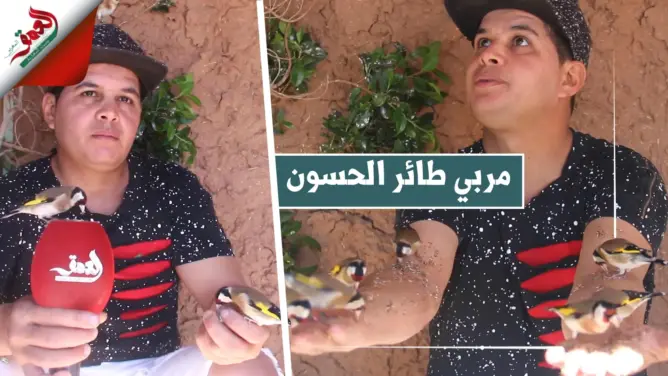 يأكل من يديه.. شاب يوفر ظروف طبيعية لطائر الحسون للحفاظ عليه من الانقراض ويقدم نصائح لضمان عيشه (فيديو)