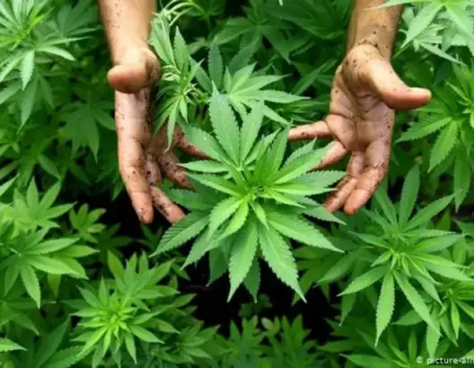 دعا لنقاش واسع.. الـpps يطالب بجعل تقنين الحشيش مدخلا لتحسين ظروف عيش الفقراء