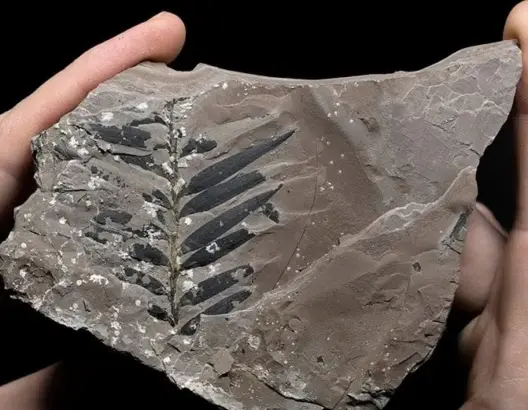 حفريات أثرية