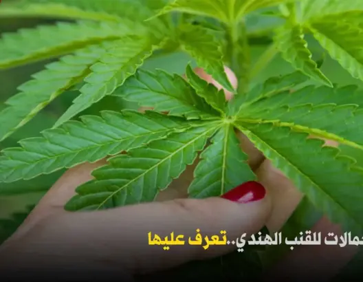 نبتة القنب الهندي .. عشر استعمالات طبية تعرف عليها (فيديو)