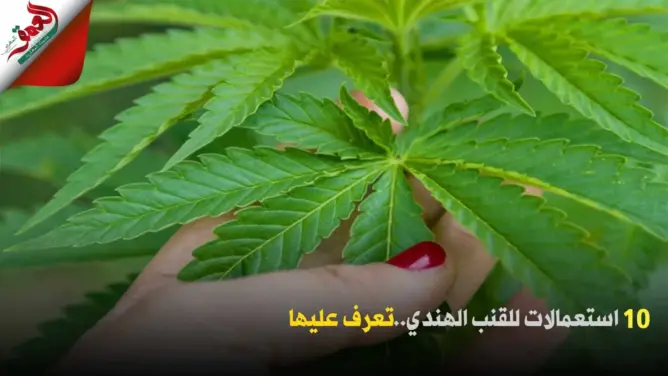 نبتة القنب الهندي .. عشر استعمالات طبية تعرف عليها (فيديو)