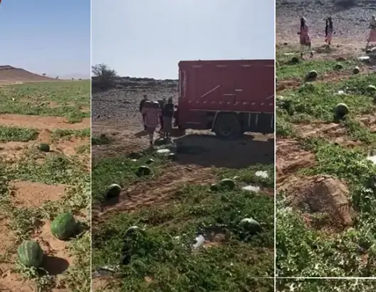 انطلاقة مبكرة لموسم جني الدلاح بطاطا
