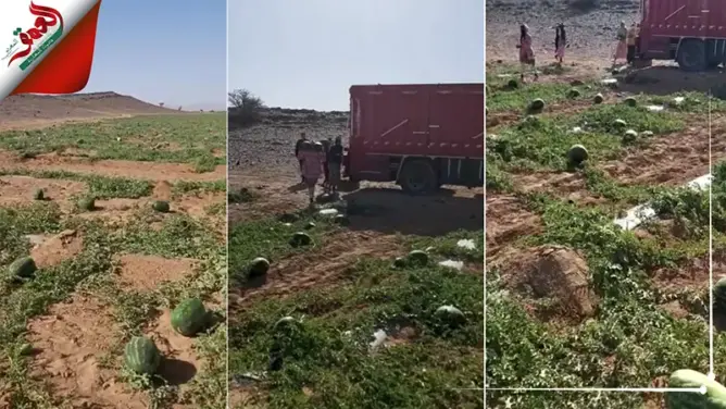 انطلاقة مبكرة لموسم جني الدلاح بطاطا