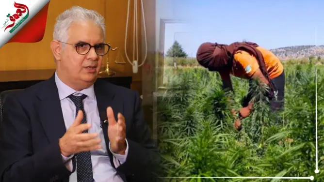 بركة: حزب الاستقلال هو من اقترح تقنين الكيف.. ودخل المزارعين سيرتفع بقوة