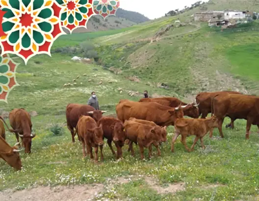 تعرف على سلالة أبقار “والماس”.. أجود السلالات المحلية بالمغرب (صور)