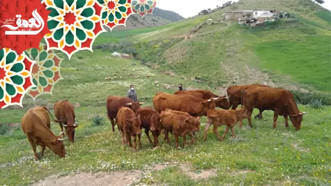 تعرف على سلالة أبقار “والماس”.. أجود السلالات المحلية بالمغرب (صور)