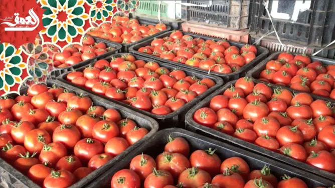 تاجر بسوق الجملة بالدار البيضاء يشرح أسباب غلاء الطماطم خلال رمضان
