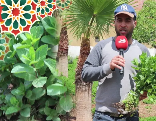 عشق “النعناع المكناسي” يدفع مواطنين إلى قطع مسافات طويلة إلى بودربالة بالحاجب (فيديو)