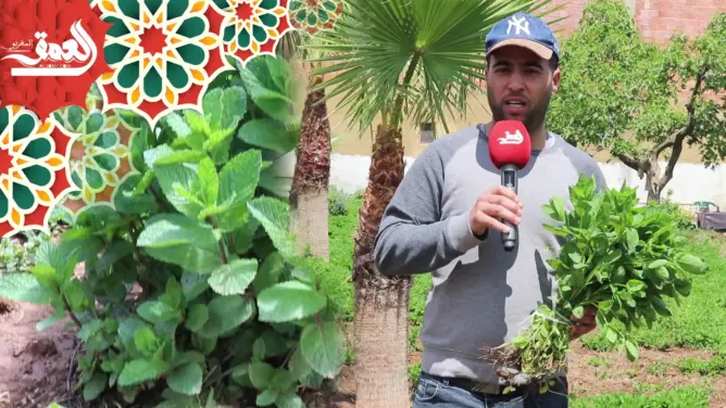 عشق “النعناع المكناسي” يدفع مواطنين إلى قطع مسافات طويلة إلى بودربالة بالحاجب (فيديو)