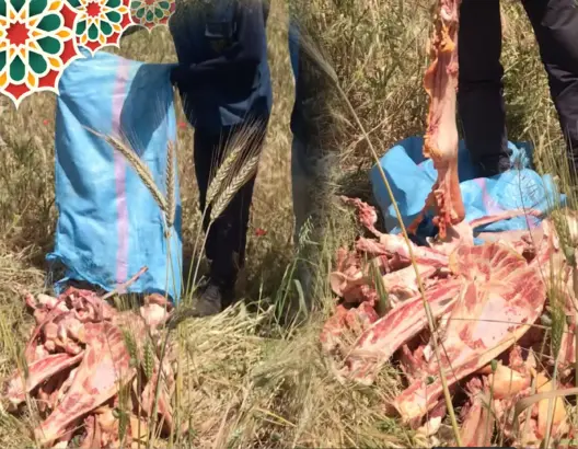 في عز رمضان.. العثور على أكياس مملوءة بعظام الحمير ضواحي البيضاء (فيديو)
