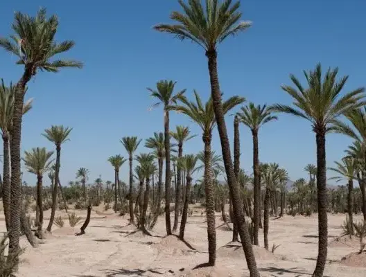 مطالب بإنقاذ واحات طاطا من تأثيرات التغيرات المناخية والاستغلال المفرط للمياه