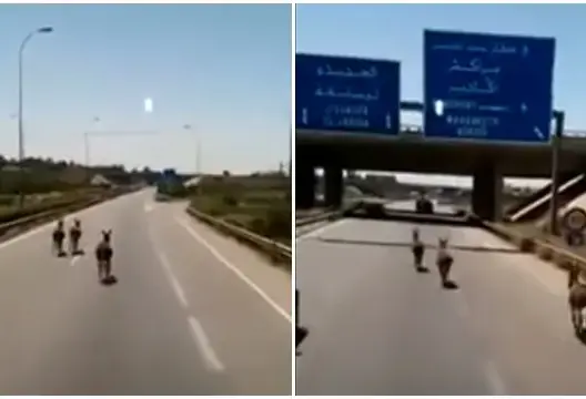 طريق سيار بالمغرب يتحول إلى حلبة سباق حمير وتهدد حياة مستعمليها (فيديو)
