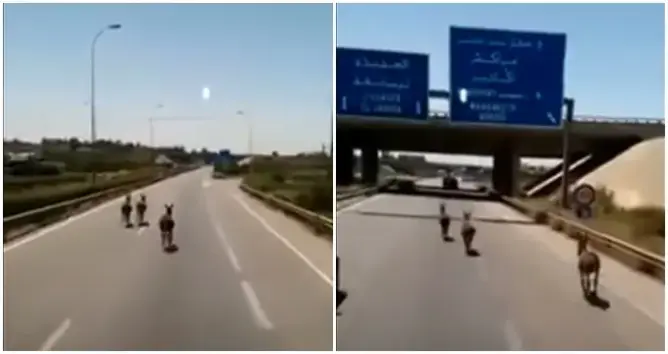 طريق سيار بالمغرب يتحول إلى حلبة سباق حمير وتهدد حياة مستعمليها (فيديو)