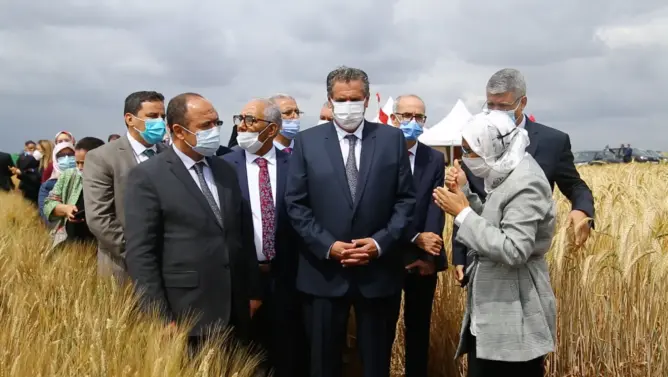 وزارة الفلاحة تتوقع إنتاج 98 مليون قنطار من الحبوب خلال الموسم الحالي (فيديو)