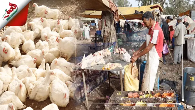 لا نظافة لا ماء .. بائعو الدجاج بسوق ولاد سعيد بسطات يفتقرون لأدنى شروط العمل (فيديو)
